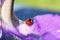 Ladybug on flower petal