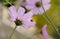 Ladybug on flower petal