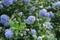 Ladybug on flowering Blue Blossom Ceanothus evergreen shrub close up.