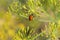 Ladybug on flowers