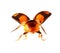 Ladybug flying macro
