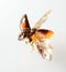 Ladybug flying macro
