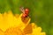 Ladybug flying off yellow flower