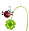 Ladybug with four-leaf clover