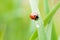 Ladybug on fresh grass