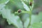 Ladybug on a fresh green leaves. Selectve focus. European summer nature