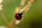 Ladybug in a garden, little round beetle, red with black spots, coccinella, coccinellidae