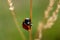 Ladybug in a garden, little round beetle, red with black spots, coccinella, coccinellidae