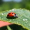 ladybug gingerly steps amidst dewdrops that adorn the intricate patterns of a green leaf