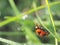 Ladybug on glass whit blur backgrounf