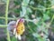 ladybug on gletang flower or Tridax procumbens resting in the morning