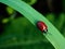 The ladybug goes the green way