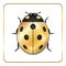 Ladybug gold insect small icon