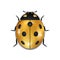 Ladybug gold insect small icon. Golden lady bug animal sign, on white background. 3d volume design. Cute