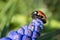 Ladybug on grape hyacinth flower