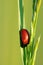 Ladybug on the grass