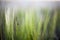 Ladybug grass field wheat greens blurred bokeh