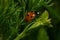 Ladybug grass insect green red garden macro field