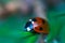 Ladybug on grass. Macro Photography. Seven spot ladybird. Coccinella septempunctata.