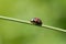Ladybug on grass stem