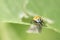 Ladybug on a green background