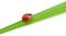 Ladybug on a green blade of grass