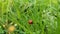 Ladybug on the green clover grass in the bright sunlight