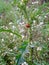 ladybug on a green flower feeds on nectar