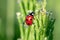 Ladybug on a green grass