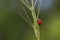 Ladybug on green grasses