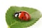 Ladybug on green leaf