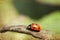 Ladybug on green leaf