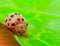 Ladybug on green leaf