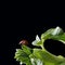 Ladybug on green leaf closeup