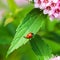 Ladybug on a green leaf of a flowering rose bush of Japanese spirea