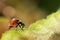 Ladybug on a green leaf, macro photography, close-up plan, plant geranium and insect