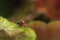 Ladybug on a green leaf, macro photography, close-up plan, plant geranium and insect