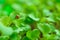 Ladybug on a green leaf.spring seedling lettuce sprouts.Lettuce sprouts. Growing seedlings at home.plant growing and