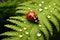 ladybug on green leaf with water drops close up macro photography, ladybug on a green fern leaf, macro close up, AI Generated