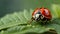 ladybug on green leaf in the wild closeup macro photography