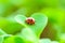 Ladybug on a green lettuce leaf. Growing seedlings at home.plant growing and farming . Insects and plants