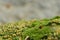 Ladybug on green moss, tiny flowers, soft focus background, nature close-up, alpine microhabitat, isolated, delicate