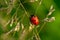 Ladybug on green plant