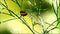 Ladybug on a green plant with green background