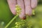 Ladybug on the hand. Ladybug on grass background