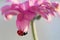 Ladybug hanging upside down on purple flower petal