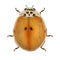 Ladybug, Harmonia axyridis