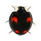 Ladybug, Harmonia axyridis
