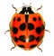 Ladybug, Harmonia axyridis