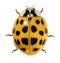 Ladybug, Harmonia axyridis